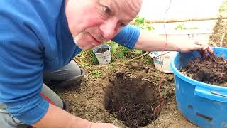 Technique de plantation des tomates au fumier de cheval  vidéo plaisir du printemps 😋 [upl. by Aisor941]