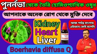 পুনর্নভা আপনাকে অনেক রোগ থেকে মুক্তি দেবে  Punarnava Boerhavia diffusa homeopathic medicine [upl. by Onateyac]