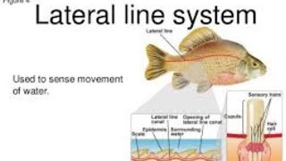 Sensory receptors in VertebratesLateral line system by Lecturer Rizwana Naseem biology [upl. by Latsryk]