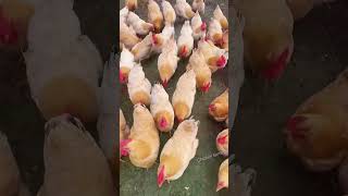 How to raise 1000 Classic Chickens and increase your income chicken poultry chickenfarming [upl. by Vine819]