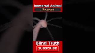 The Hydra  Immortal Animals  Amazing Informative Video  Blind Truth [upl. by Mungo951]