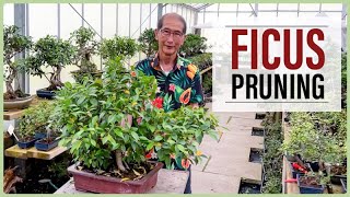 Large and Small Ficus Bonsai Pruning [upl. by Winters306]