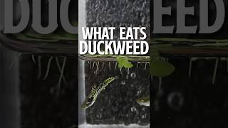 What Eats Duckweed  Duckweed [upl. by Anilatac]