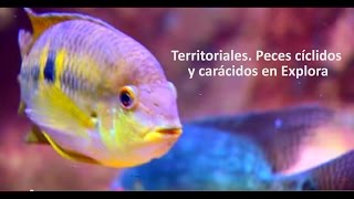 Territoriales peces cíclidos y carácidos  Acuario  Parque Explora [upl. by Wack]