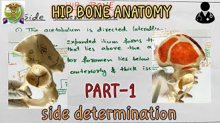 Hip bone l Side determination l PART 16 l Anatomy of Hip bone [upl. by Ardekahs]