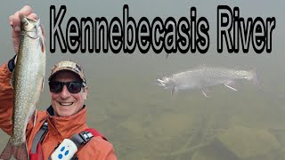 Kayak Trout Fishing The Kennebecasis River New Brunswick fishing fish trout kayakfishing [upl. by Ivad56]