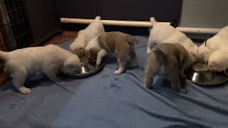 Puppies litter V feeding Nov 7 GothicampAtila [upl. by Fellows]