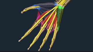 Apparato locomotore 36 Muscoli della mano [upl. by Qerat]