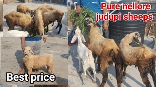 Quality wale Nellore judpi Sheeps at EDI bazar [upl. by Sutsugua]