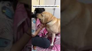 labrador dog doglover funny puppy newsong song music punjabisong love [upl. by Stuppy50]