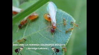 DESCUBRE LA HORMIGA SOLENOPSIS MOLESTA EN CANADA TODO LO QUE NECESITAS SABER [upl. by Animahs409]