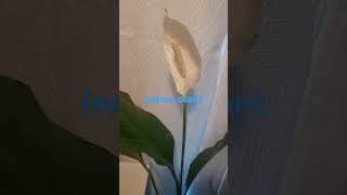 Spathiphyllum peace lily indoor plant viralshorstvideo videoshortsviral [upl. by Noret]