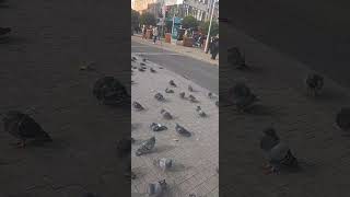 Pigeon catching in Dublin [upl. by Bowyer]