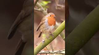 Robin redbreast [upl. by Rosel]