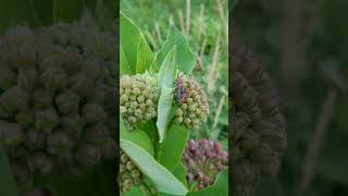 Red Milkweed Beetles Mating 🐞 [upl. by Aciraj]