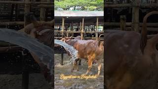 Red Chittagong Cattle Bull Showered at Keraniganj Paragram Cattle Market  Rcc Cow 2024 [upl. by Ahsoet939]