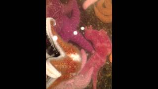 How Do Sea Stars Reproduce [upl. by Dranyer]