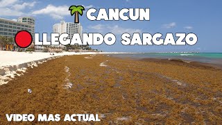 CANCUN🌊 AL MOMENTO🔴MAS SARGAZO QUE NUNCA🌴ULTIMA HORA 7 JUNIO 2023 [upl. by Betthel]