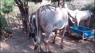 Toro Gyr no abia sentido labaca que estaba en selo🐄🦬 [upl. by Lennon421]