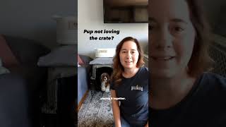 How to Get a Dog to Love the Crate puppytrainingtips puppyshorts [upl. by Sydel]