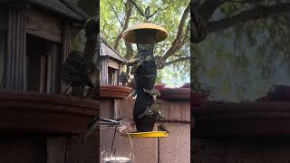 Goldfinches Eating Nyjer Seed in Fall [upl. by Aelak]