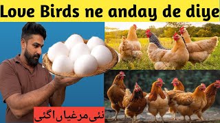 Love birds ne Andy de diya😍New murghiyan a gai Ali bhai pet vlog [upl. by Lindbom]