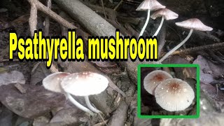 Psathyrella mushrooms [upl. by Theis821]