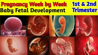 Pregnancy week by week  1 to 27 weeks  Fetal Development [upl. by Kuehn]