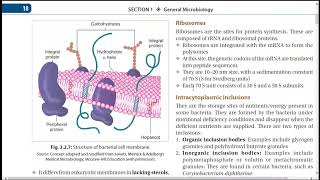 BACTERIOLOGY PHYSIOLOGY AND MORPHOLOGY [upl. by Aniras]