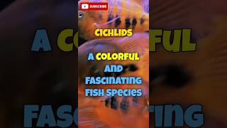 Cichlids A colorful and fascinating fish species cichlids fishkeeping easyfishkeepingindia [upl. by Trubow576]