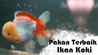 Wawancara Peternak Ikan Koki Senior [upl. by Ferullo876]