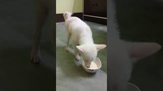 Indian Spitz 🤍 music dog viralshort [upl. by Ahsats590]