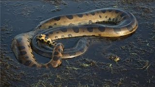 National geographic  Amazon River Documnetary  BBC wildlife animal documentary [upl. by Julis764]