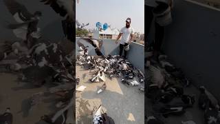 🕊️Sikandar Pigeon Loft 😍 kabootarbazi pigeon youtubeshorts viralshorts shorts ytshorts [upl. by Ahsenroc607]