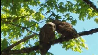 Baby Bird and Baby Owls in Salem Oregon [upl. by Heyes]