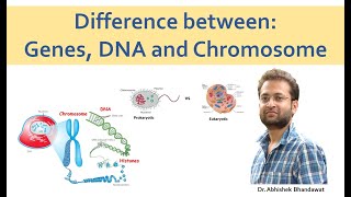 DNA Genes and Chromosome No confusion [upl. by Yrakcaz]