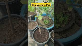 1 Kg Guava In A Po👍Grow Guava Plant In Pot👌guava shorts terracegarden youtubeshorts garden [upl. by Kiersten]