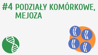 Podziały komórkowe mejoza 4  Genetyka [upl. by Jerrie]