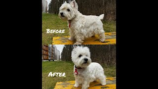 Before amp After the Groomer A Dogs Dramatic Transformation 🚿🧼🪄 [upl. by Ahsinam952]