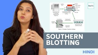 Southern Blotting  Basic Procedure  In Hindi [upl. by Zebedee]