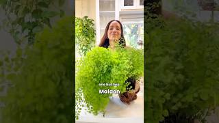 Hope this maidenhair fern makes it plants houseplants plantcare [upl. by Oni]