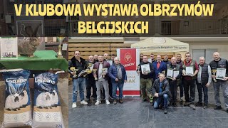 XIV Wystawa Królików PNIEWY 2024  Klubowa Wystawa Olbrzymów Belgijskich podsumowanie [upl. by Redd513]