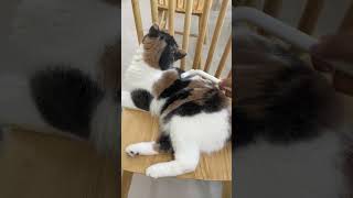 How to Groom a Playful Kitten aumuca aumucapetbrush cat cats catmom catlovers kitten [upl. by Ellecram]