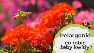 Pelargonie  Co zrobić żeby pelargonie pięknie kwitły cały sezon Czy trzeba je przycinać [upl. by Lira]