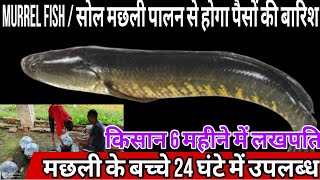 किसानों को लखपति बनाने आ गई है यह मछली अब होगी पैसों की बारिश  murrel fish farming murrelfish [upl. by Arahat]