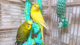 Help Lonely Budgies to Chirp Nature Parakeets Bird Sound 12 Hr [upl. by Rosabel]