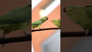 Parakeet feeding chick shorts urbanbirds motherhood birdsonearth birdplanet [upl. by Omura]