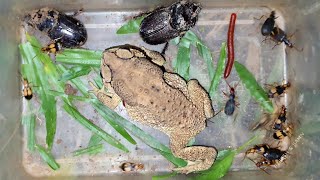 Wild Bug Beetles Red Millipedes And Toad Last Night  Night Bugs  Insects  Beetle Bugs [upl. by Oriana]