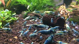 CryMore Shrimps  Dojrzewanie Krewetkarium Podłoże BWS i Orange Eye Blue Tiger [upl. by Shifra]