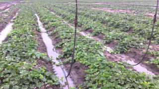 Irrigating Carrizo Cantaloupes at Dixondale Farms [upl. by Anaj821]